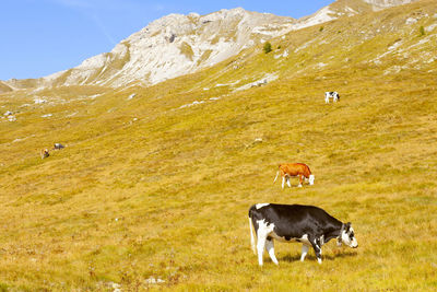 Beautiful cows eating in a mountain field
