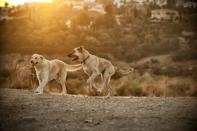 View of dogs on field