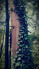 Plant growing on tree trunk