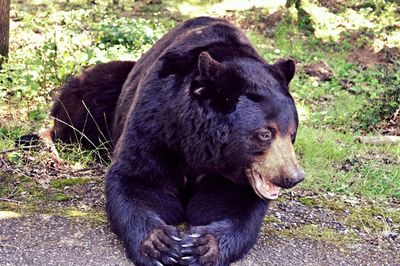 Dog relaxing on grassy field