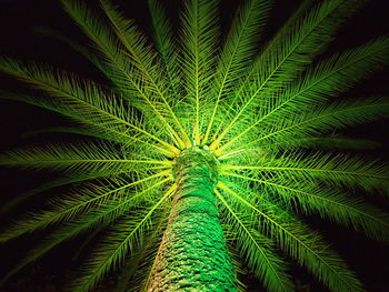 Full frame shot of green leaves