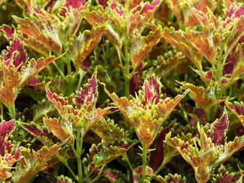 Full frame shot of flowering plants