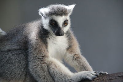 Close-up of lemurs relaxing on tree truck