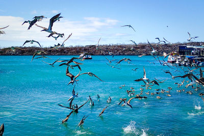 Flock of birds in sea against blue sky