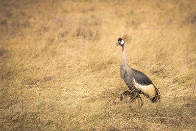 Side view of a bird on field