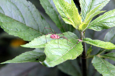 Close-up of butterfly on leaf