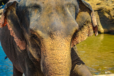 Close-up of elephant