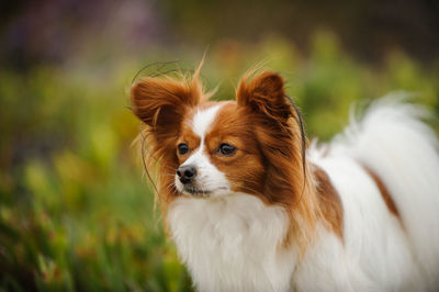 Close-up of papillon dog looking away