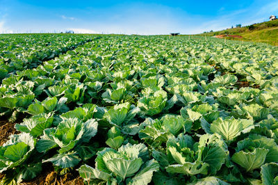 Crops growing on field against sky