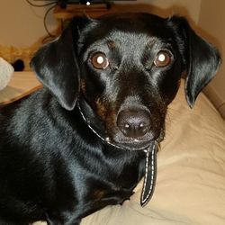 Close-up of dog lying on sofa