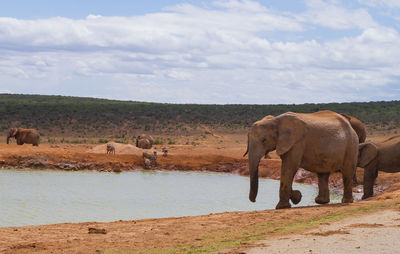 Elephant in a farm