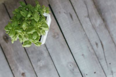Gardening concept. green basil in flowerpot on wooden background. garden hobby. high quality photo