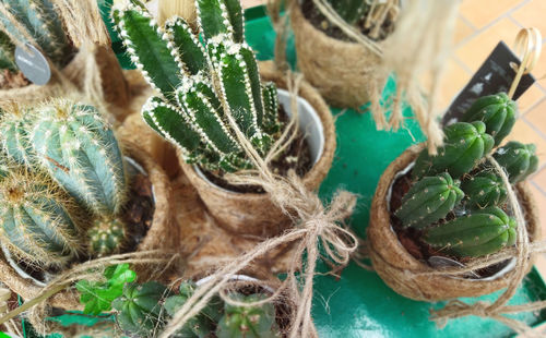 High angle view of succulent plant