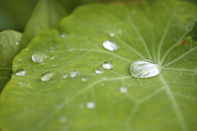 Close-up of raindrops on leaves