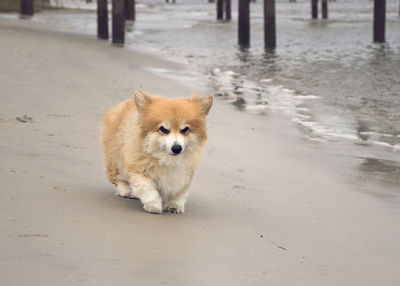 Portrait of corgi dog walking  on beach