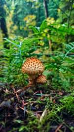 Close-up of mushroom growing on field