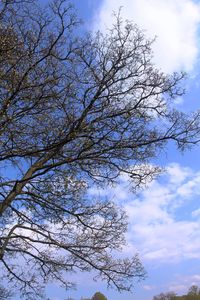 Low angle view of flower tree against sky