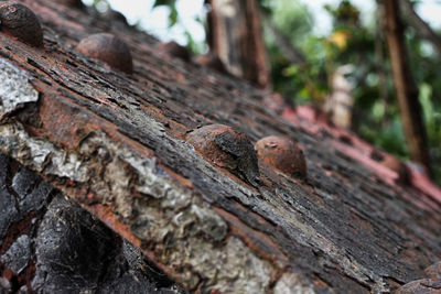 Close-up of lizard on wood