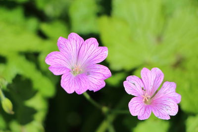 Close-up of pink flowering plant