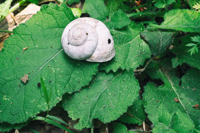 Close-up of snail on leaves