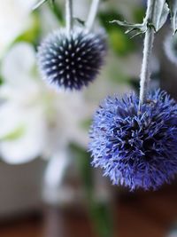 Close-up of purple flowering plant