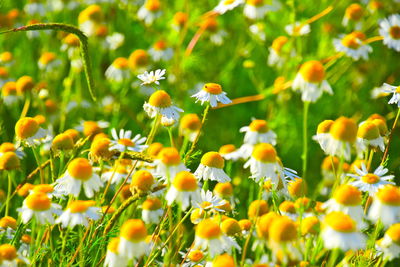 Close-up of flowering plants on field