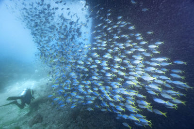Reflection of person swimming in sea