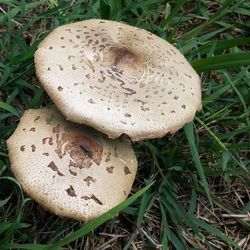 High angle view of mushroom on grass