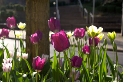 Close-up of pink crocus flowers