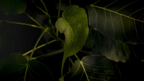 Close-up of green leaves on plant at night