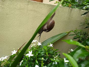 Close-up of flowering plant against wall