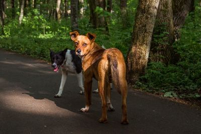 View of dogs on road in forest