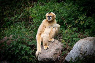 Lion sitting on rock