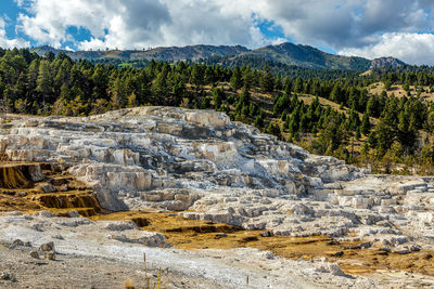 Scenic view of pine trees against sky
