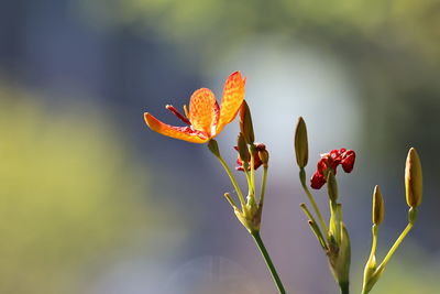 Close-up of red flower