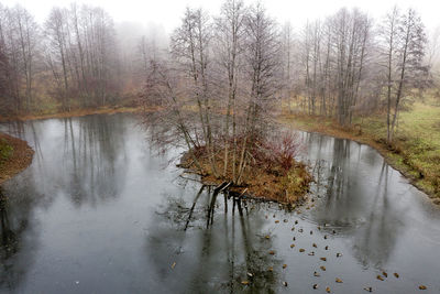 Reflection of trees in water