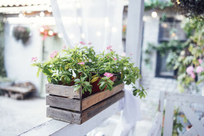 Close-up of potted plant