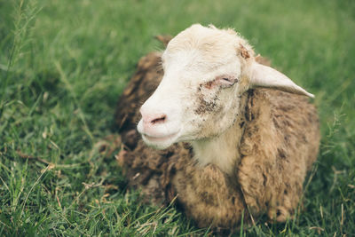 Close-up of a sheep on field