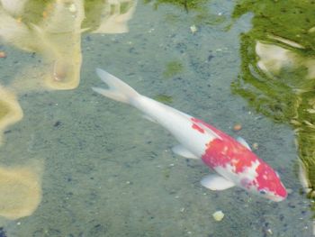 High angle view of crab in water