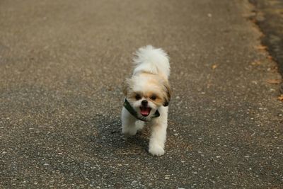 High angle view of dog walking on road
