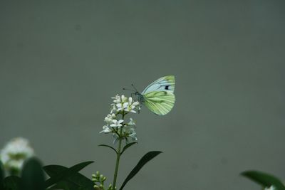 Close-up of butterfly pollinating on flower