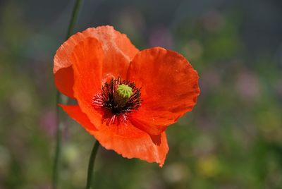 Close-up of orange poppy