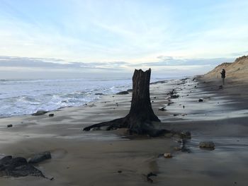 Driftwood on beach against sky