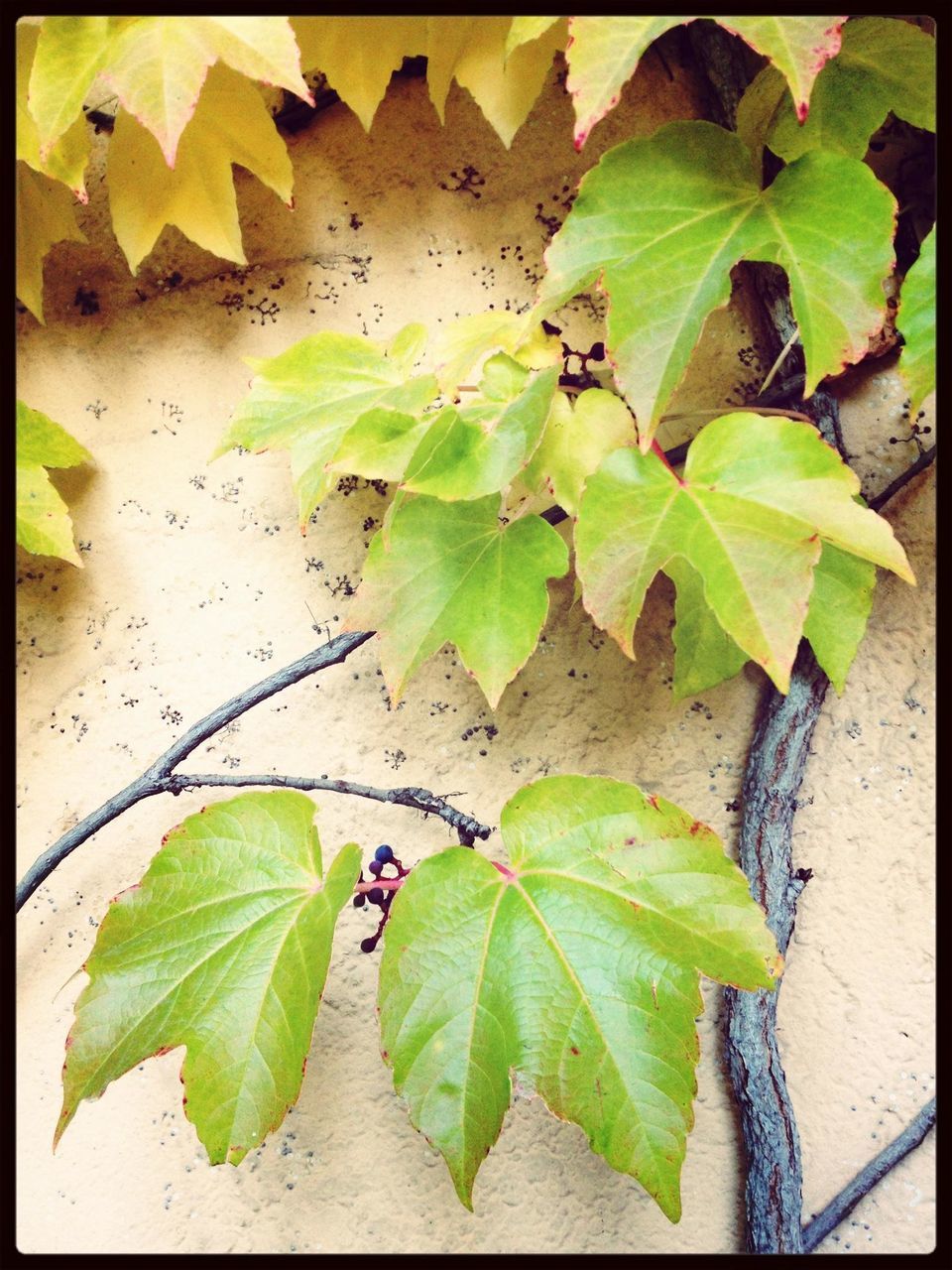 leaf, transfer print, green color, auto post production filter, leaf vein, plant, growth, leaves, close-up, nature, high angle view, green, sunlight, day, no people, natural pattern, outdoors, wall - building feature, growing, beauty in nature