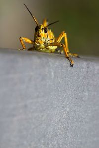 Close-up of insect