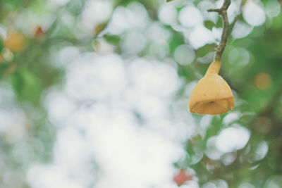 Close-up of yellow flower against blurred background