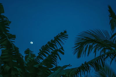 Low angle view of palm trees against blue sky