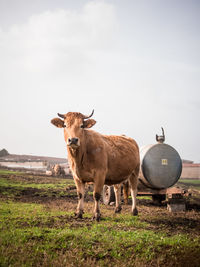 Cow standing in a field