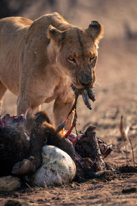 Lioness looking away