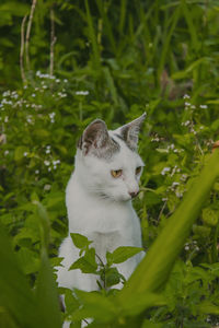 Portrait of cat